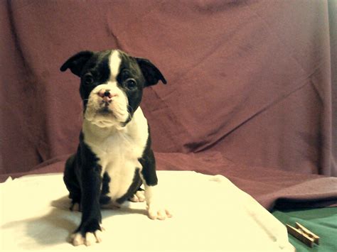 boston terrier puppies minneapolis|boston terrier rescue minnesota.